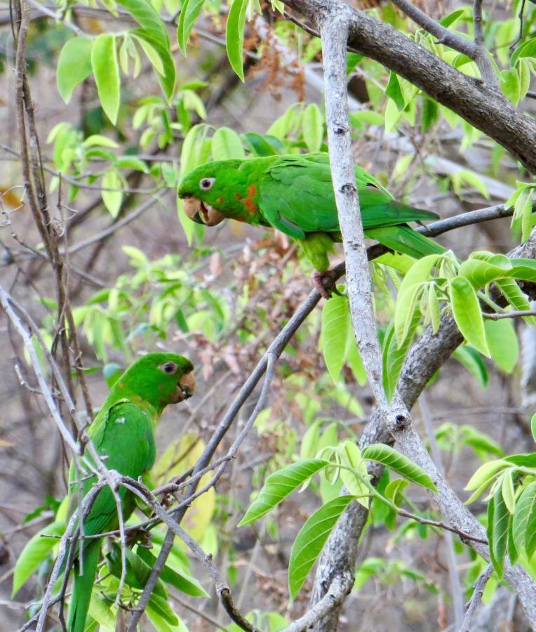 Villa Ometepe Merida Bagian luar foto